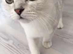 -瑞鹏宠物医院·微创内窥镜·骨外科·牙科(翠竹分院)