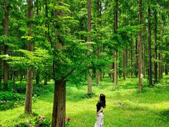 -黄海国家森林公园