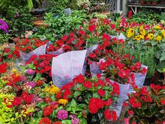 -金陵花卉交易市场
