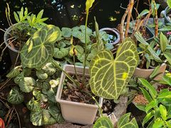 -谷咖啡·鲜花绿植花园餐厅