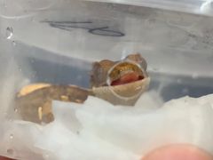 -酷以爬仙阁实体爬宠店·守宫·蜥蜴·专业繁育