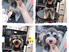 -小尾巴宠物店(万科·金域华庭店)