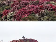 -贵州百里杜鹃风景名胜区