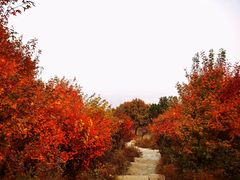 -北京西山国家森林公园