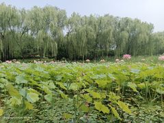 -东升八家郊野公园