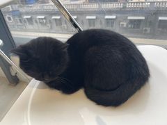 -怪兽屋·羊驼·猫咖·狗咖(俊华广场店)