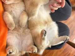 -中农国际动物医院24小时·猫科·骨科·急重症中心
