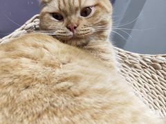 -藏猫猫咖啡主题馆(中央大道店)