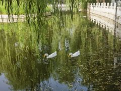 -莲花池公园