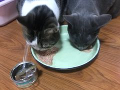 -爱宠屋pet shop·宠物洗澡·宠物美容