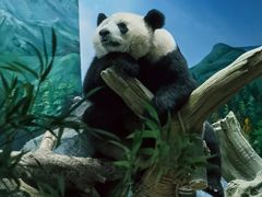 -武汉动物园