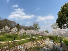 -羊山湖公园
