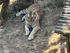 -大连森林动物园