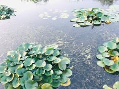 -白洋淀景区