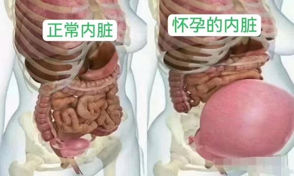 怀孕后的内脏�正常内脏\n这就是为什