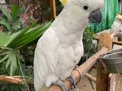 -南宫五洲植物乐园