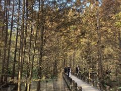 -桤木河湿地公园