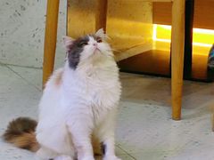 -喵园·猫主题咖啡厅·撸猫·猫咖(国贸店)