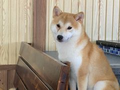 -柴源莊·柴小宠柴犬咖啡