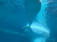-海合安武汉极地海洋公园