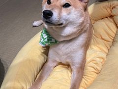 -逗柴咖啡屋·狗咖猫咖宠物桌游