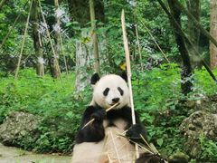 -都江堰中华大熊猫苑