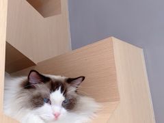 -CAT’S MEWSTAR CAFE·喵星球猫屋(晴湾咖啡店)