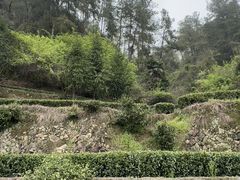 -杨家堂村
