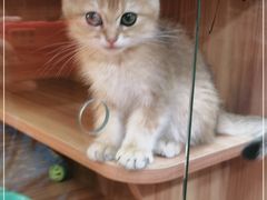 -猫十亿·布偶金渐层·曼基康矮脚猫舍(青年路店)