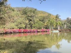 -西双版纳原始森林公园