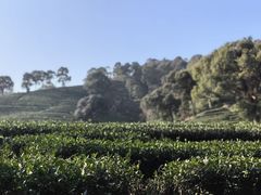 -春娟茶楼·地道农家菜(梅家坞店)