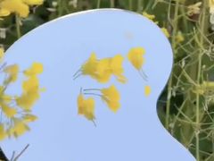 -西京湾花海