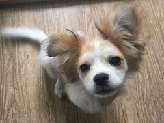 -萌兽医馆·宠物医院·猫骨科(创景店)