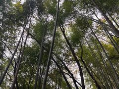 -上海佘山国家森林公园天马山园