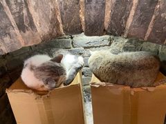 -猫色咖啡·猫咖