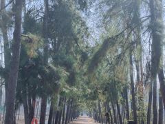 -合肥滨湖国家森林公园