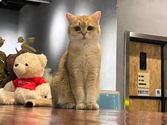 -咖法森林·咖啡  酒吧(天河店)