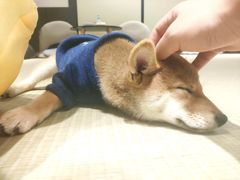 -逗柴咖啡屋·狗咖猫咖宠物桌游