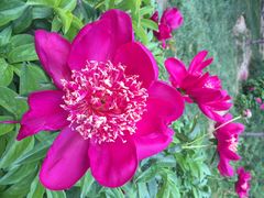 iphone_upload_pic-景山公园