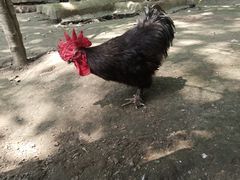 -哈尔滨北方森林动物园