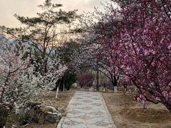 -北京鹫峰国家森林公园
