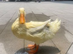 -龙湖成都上城天街