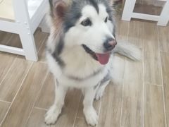 -李小姐の猫咖啡馆(五角场店)