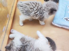 -帕帕拉兹宠物(亚洲旗舰店)