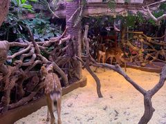 -正佳雨林生态植物园