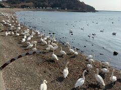 -烟墩角天鹅湖