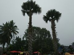 -西双版纳傣族园