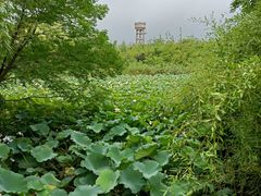 -东平国家森林公园