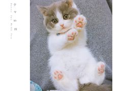 -喵zoo家庭繁育猫舍(尖东智能花园店)