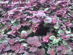 -新江湾城公园